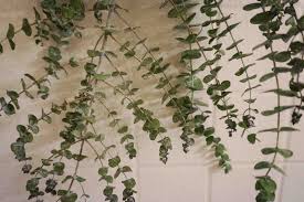 My plants arrived quickly and in amazing packaging. Your Guide To Fresh Eucalyptus Leaves In The Shower Carmen Varner Travel Influencer Blogging Coach Social Media Consultant