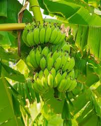 raw bananas 101 benefits side effects