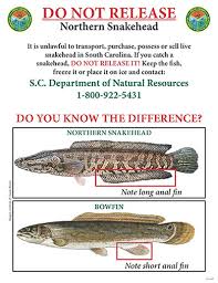 fishing information from scdnr