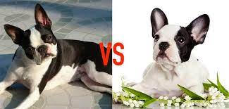 boston terrier vs french bulldog my