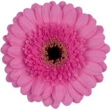 germini pink colors order flowers bon