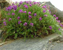 British Wild Plant: Oxytropis halleri Purple Oxytropis