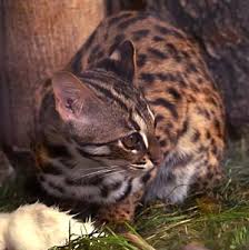 Spesies kucing hutan ini merupakan hewan endemik yang hanya ada. Jenis Jenis Kucing Hutan Yang Biasa Ditemui Di Indonesia