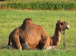 Their thick coat insulates them from heat and also lightens during summer to help reflect there are estimated to be over 14 million camels in the world. Camel In Hindi 71 Interesting Camel Facts à¤Š à¤Ÿ à¤• à¤¬ à¤° à¤® à¤° à¤šà¤• à¤¤à¤¥ à¤¯
