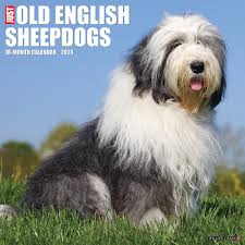 old english sheepdog calendar 2024