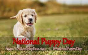 All the cutest and most adorable puppies are put in the spotlight and get the royal treatment on this day! National Puppy Day 2021 When Why How To Celebrate National Day Time