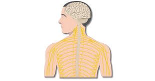 They receive data and feedback from the sensory organs and from. Major Organs And Divisions Of The Nervous System