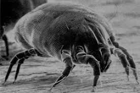 dust mites and get rid of