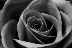 Znalezione obrazy dla zapytania rose black and white photo