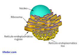retículo endoplasmático liso qué es
