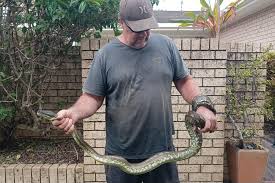 python bites and drags 5 year old