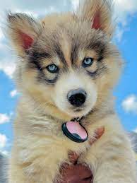 home siberian husky puppies