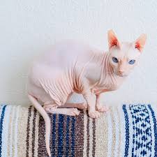 Hypoallergenic cats produce less of the protein fel d1, making a reaction less likely. 10 Cats That Don T Shed To Save Your Couch And Possibly Your Sinuses
