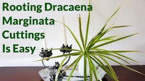 Stem cuttings from dracaena marginata will root relatively easily in water. Dracaena Marginata Cuttings Root Easily In Water Here S How To Keep Them Healthy Youtube