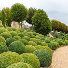 Unusual Evergreen Shrubs To Plant This
