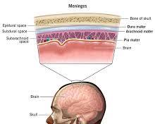 Image of Dura mater brain