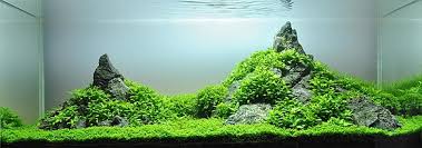 Tm aquatix 20 kg natural black aquarium gravel 2 5mm aquascaping iwagumi ideal for plants. Aquascaping Wikiwand