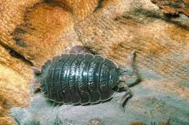 Roly Poly Bug Facts