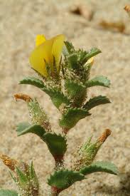 Ononis variegata L. | Flora of Israel Online