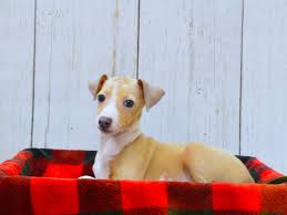 Today, these dogs come in a wide variety of colors, and have very sweet, playful and devoted personalities, though they can be shy at times. Italian Greyhound Puppies Petland Fort Myers Florida