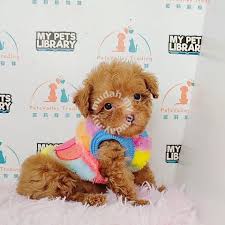 cup size teacup tiny poodle puppy dog