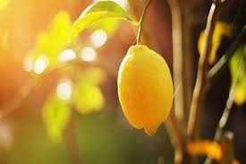 Saksıda limon ağacı ne zaman yetişir , meyve verir ? Limon Agaci Nasil Yetistirilir Bakimi Gubreleme Sulama Ve Hastaliklari
