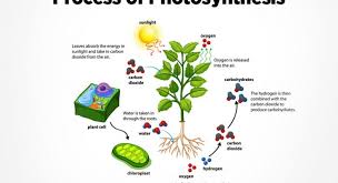 What Is Photosynthesis Short Answer