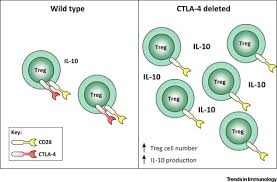 Ctla 4 And Autoimmunity New Twists In