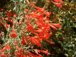 Native Plants For California Gardens