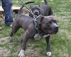 Pitbull Dogs - Grrr... The monster Bluenose | Facebook