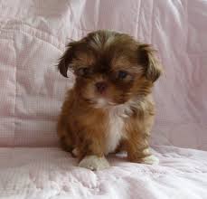 This option is for usa pups only and for puppies that are not already at our boutique location in san antonio. 48 Very Cute Shih Tzu Puppy Pictures And Photos