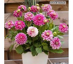 Maybe you would like to learn more about one of these? Van Zyverden Dahlias Go Go Twotone Set Of 3 Bulbs Qvc Com