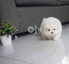 adorable males and females pomeranian