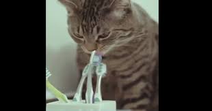Give their gums some love. Adorable Cat Brushes His Teeth Every Morning So He Can Be Just Like Mom