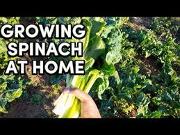 Farming Spinach In South Africa Small