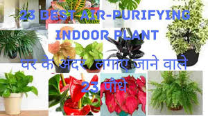 23 Indoor Plants Ghar Ke Andar Chalne