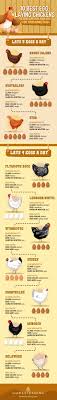 The Best Egg Laying Chickens For Your Homestead Homesteading