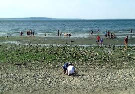 7 Tips For Low Tide Beachcombing With Kids In Seattle
