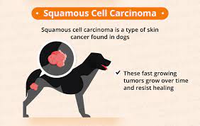cancer in dogs causes symptoms