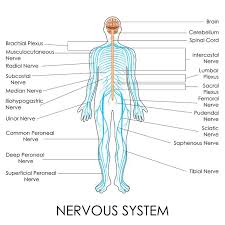 Neuropathic Drugs And Medications