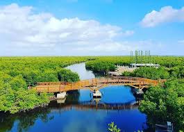 Ini adalah video suasana hutan kota / hutan lindung selama covid 19, video ini di ambil tahun 2021. Hutan Mangrove Langsa Tiket Masuk 2020 Dan Aktivitas Terbaru Traveling Medan