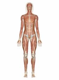 This section explores the different types of muscles in our body and their involvement in sporting activities. Muscular System Muscles Of The Human Body