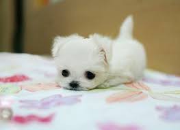 super cute baby puppy pictures get