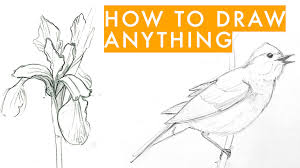 how to draw anything learn sketching