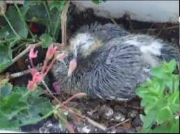 Videos Part 1 Life Of A Baby Pigeon Wysinfo Documentaries