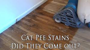 cat urine stains you