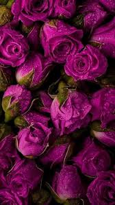 purple roses flowers rose spring