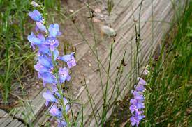 Rockies alpineflower finder a field guide to identify the. Purple Flowers Rocky Mountain National Park 1 Along The Graybeard Trail