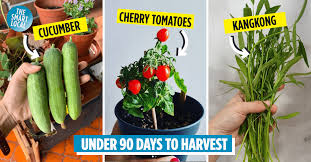 7 easy fruits and veggies to grow in
