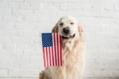 what-dog-foods-are-100-made-in-the-usa